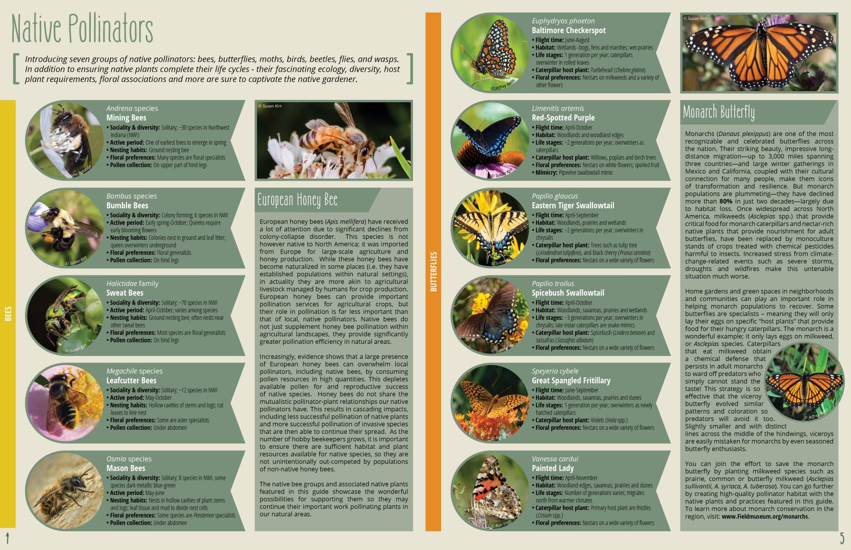 V_Pollinator Guidebook_image 4_2022 Deidre Ewers