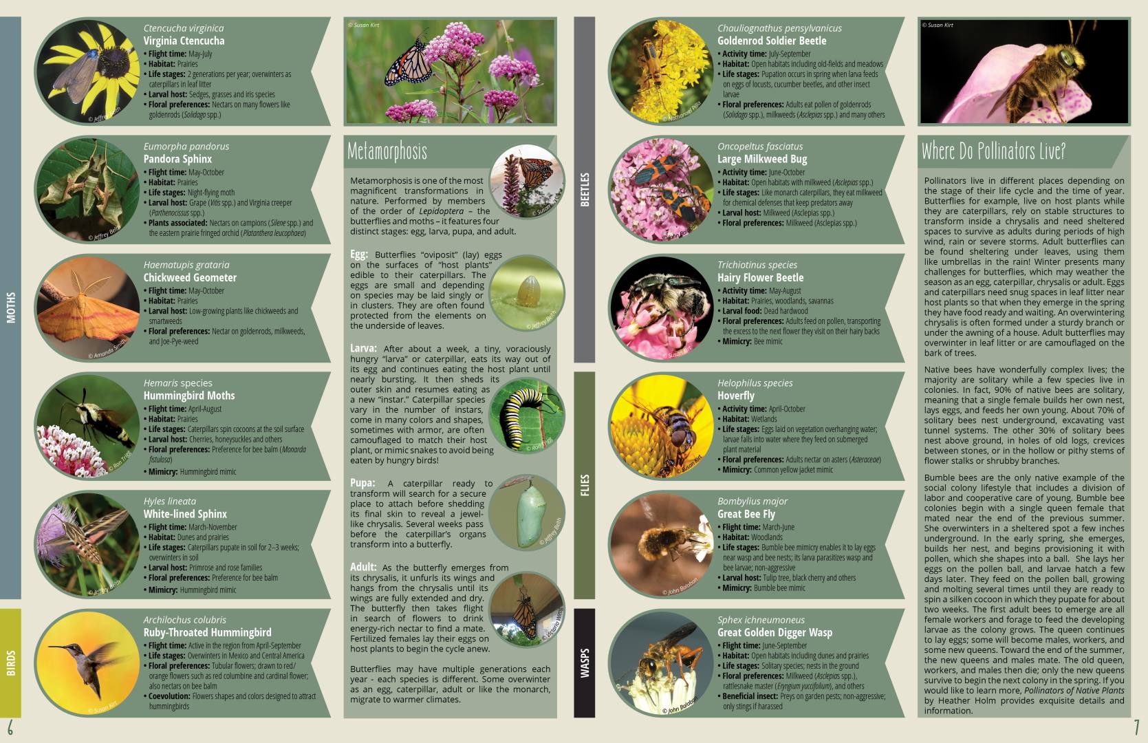 V_Pollinator Guidebook_image 5_2022 Deidre Ewers