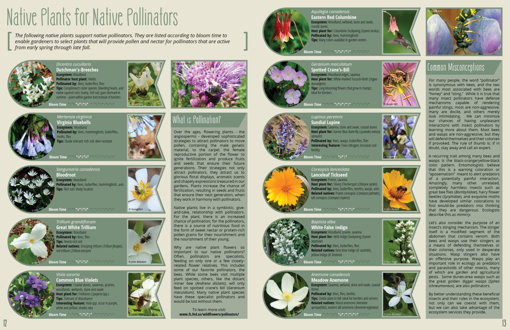 V_Pollinator Guidebook_image 8_2022 Deidre Ewers