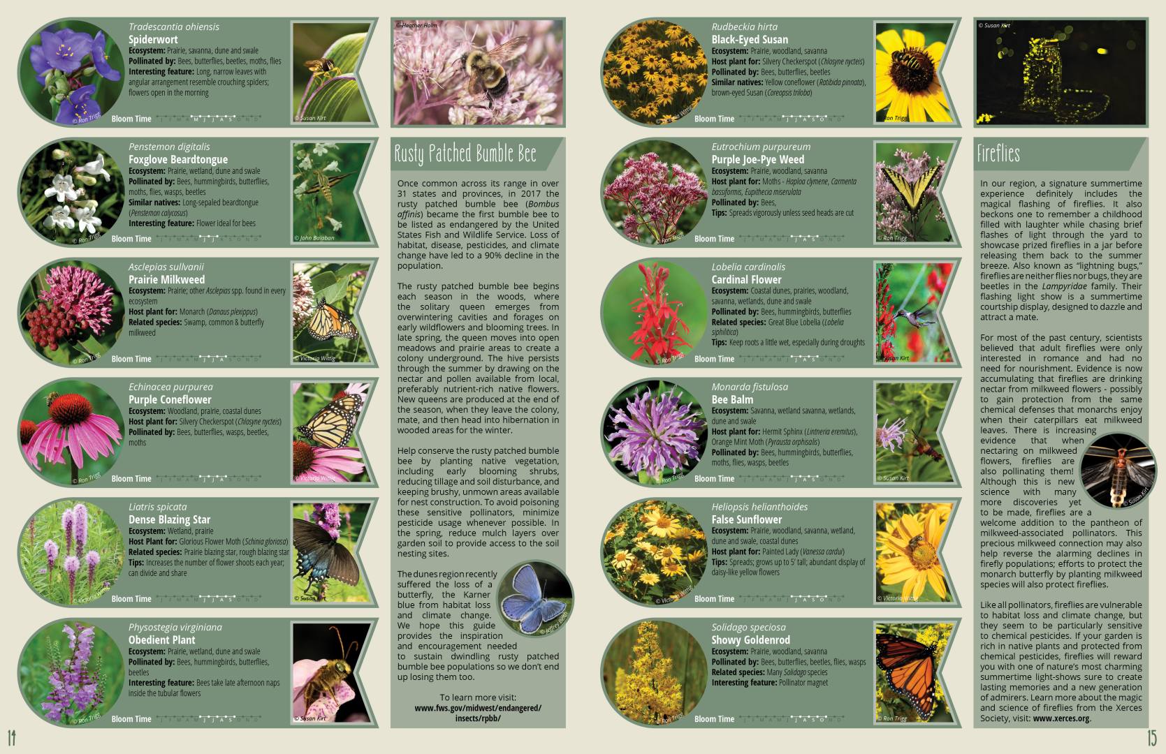 V_Pollinator Guidebook_image 9_2022 Deidre Ewers